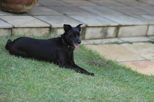 cachorro preto descansando na grama, viralatas preto.