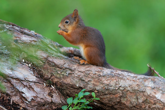 Red squirrel on a tree trunk