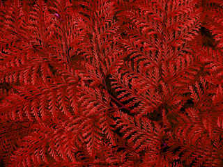 Rabbit's foot fern ( Davillia fejeensis Hook ), beautiful red fern background