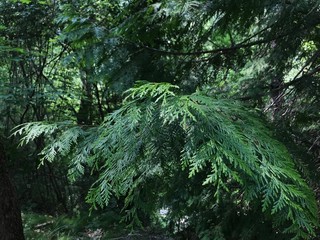 fern in the forest