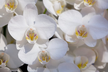 Obraz na płótnie Canvas Beautiful moth orchid flowers in the garden