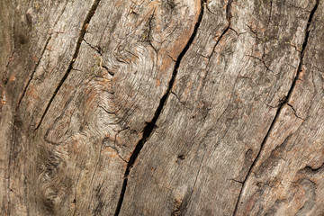 Texture of old oak without bark