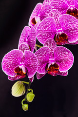 Fototapeta na wymiar Close-up of moth orchid flowers with black background