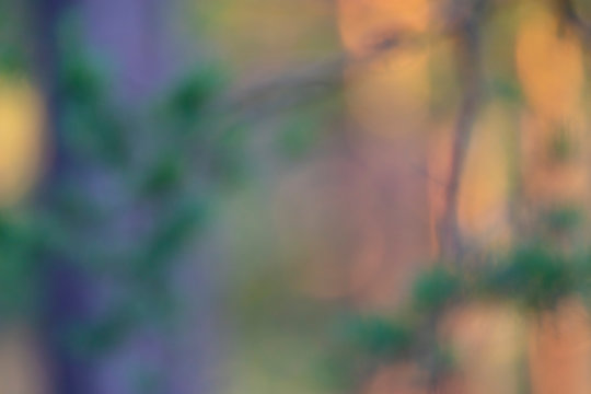 Forest in soft light and blur