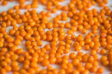 The sea buckthorn crop is dried after washing