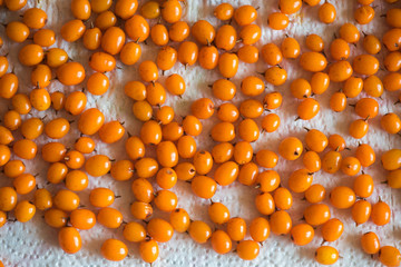 The sea buckthorn crop is dried after washing