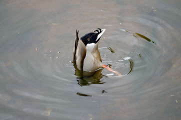 Mallard duck swimming in the lake