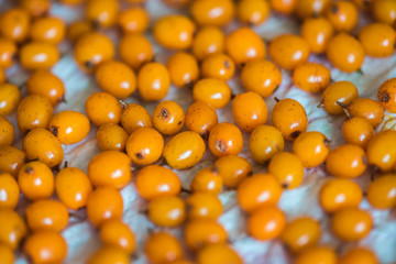 The sea buckthorn crop is dried after washing