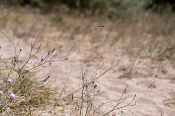 Obraz na płótnie Canvas wild flowers in the dunes sand with blurry background