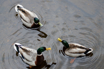 Mallard duck swimming in the lake