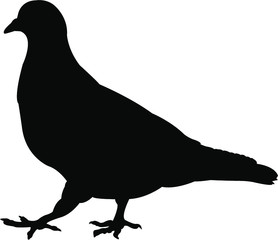 pigeon silhouette vector