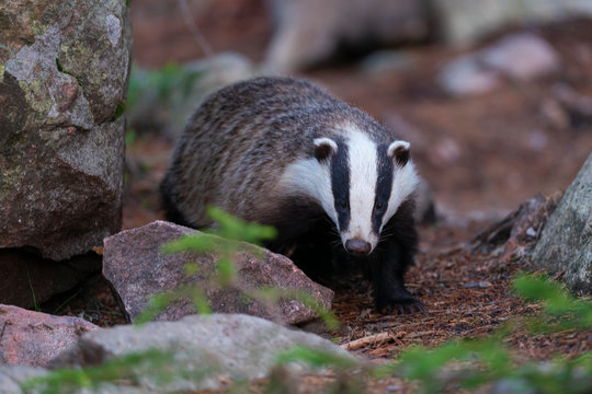 Badger in the forest