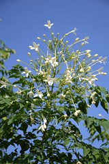 Fototapeta na wymiar millingtonia hortensis flower in nature garden