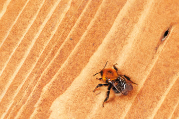A bumblebee sits on a wooden surface
