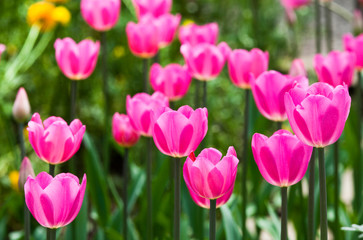 Close-up beautiful tulips with Blurred background