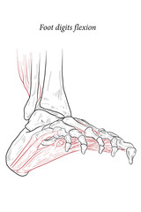 Medical illustration of Foot digits flexion muscles acting on the foot span from above the knee to various points on the foot skeleton. Line drawing for medicine, student learning, and sports science.
