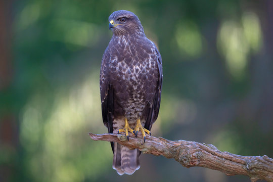 Common buzzard in the forest