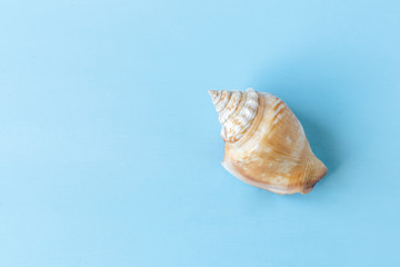 Fototapeta na wymiar seashell on light blue background, copy space