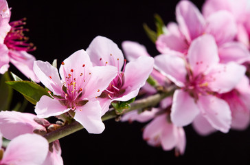 Close-up peach flowers In front of the black background 
