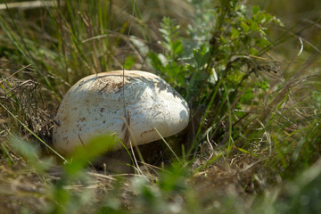 edible mushroom in green grass