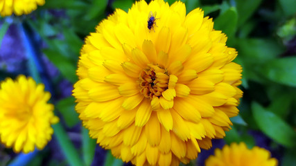Calendula. Marigold flower close-up. A fly sits on the petals of a flower.