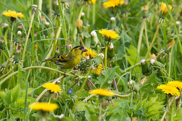 Eurasian siskin, Spinus spinus feeding on Dandelion seeds in early summer in Estonian garden, Northern Europe