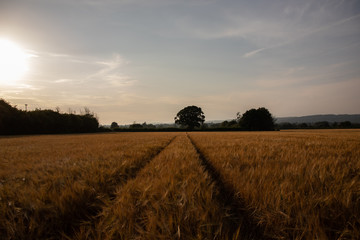 Tractor Tracks Through a Barley Field