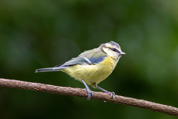 Blue tit on a branch