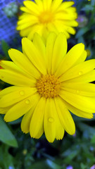 Calendula. Yellow marigold flower close-up with dew drops on the petals. Beautiful yellow chrysanthemums grow in a flower bed in the garden.