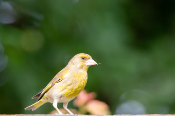 Green finch on a fence 