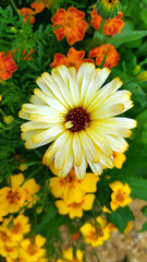 Calendula. Yellow marigold flower close-up. Beautiful yellow chrysanthemums grow in a flower bed in the garden.