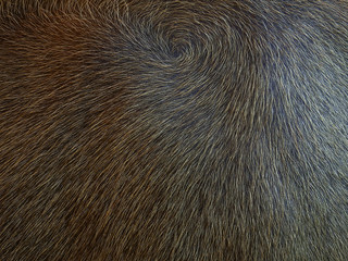 buffalo skin with hair texture