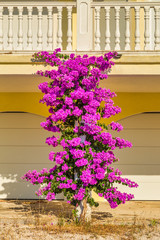 Bougainvillea flowers by the house, a popular ornamental plants.