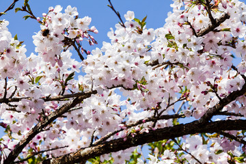 cherry blossoms blooming in Alishan of Chiayi. Alishan Forest Recreation Area in Chiayi, Taiwan.