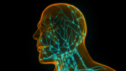 Human Internal system Lymph Nodes Anatomy