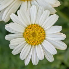 Fototapeta premium daisy closeup, overhead viiew, closeup