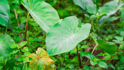 Top view of Green Taro plant leaves