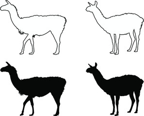 vector illustration of a llama