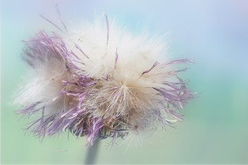 faded thistle flower art macro close up