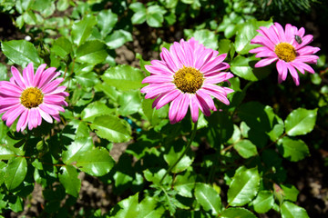 Obraz premium Pink flowers close-up on a flower bed in the garden. Flowering shrubs in autumn and summer.