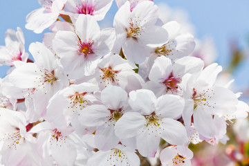 Close-up Cherry blossoms with the Blurred background