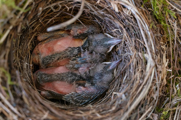 Blackbird chicks in their nest in a bicycle basket