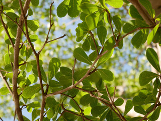 green leaves against blue sky