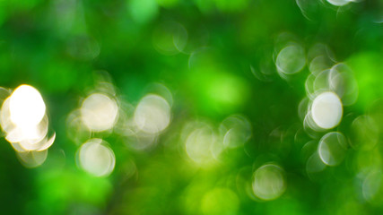 Green light nature , Bokeh background