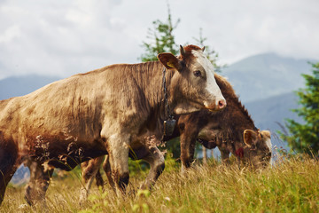 Cows outdoors at Carphatian mountains. Conception of traveling and farming