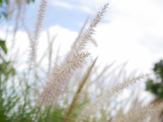 grass in the wind outdoor nature