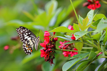 Beautiful butterfly on the flower.