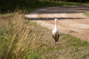 White stork, Ciconia ciconia walking next to a road in a small village in Estonian countryside. 