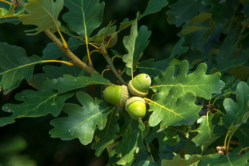 Oak twig with green leaves and acorns, oak trees in the forest. © arazu