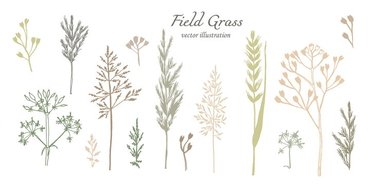 botanical illustration. Different types of field herbs in green and brown shades of flowers. Set of elements for your design. hand drawing. 